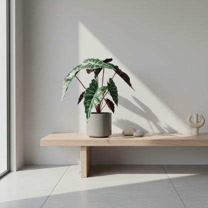 أليكاسيا بولي الاصطناعي