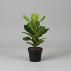 Artificial Ficus Lyrata artificial 40 cms