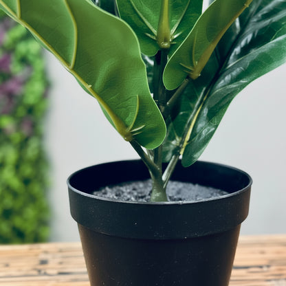 فيكوس ليراتا اصطناعي 40 سم