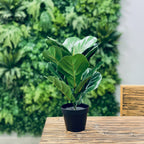 Artificial Ficus Lyrata artificial 40 cms