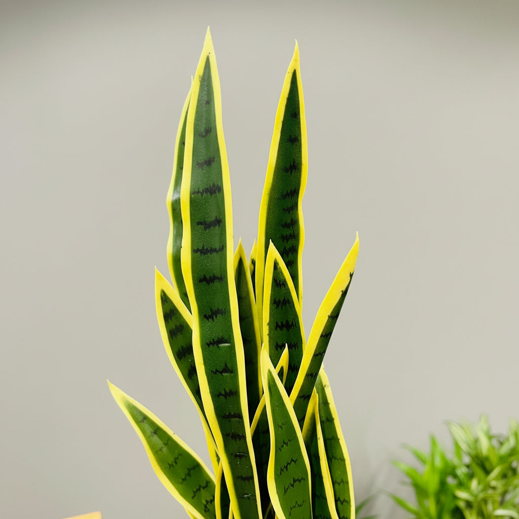 artificial.snake plant Artificial Snake Plant – THE GARDEN CENTRE