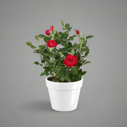 نبات الورد بألوان متنوعة