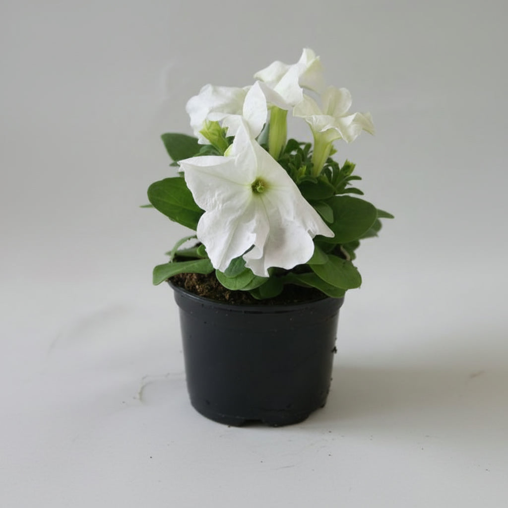 Petunia Assorted Colours SINGLE - THE GARDEN CENTRE