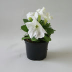 Petunia Assorted Colours SINGLE - THE GARDEN CENTRE