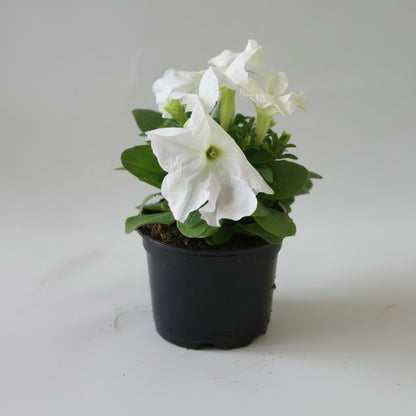 بتونيا ألوان متنوعة - قطعة واحدة