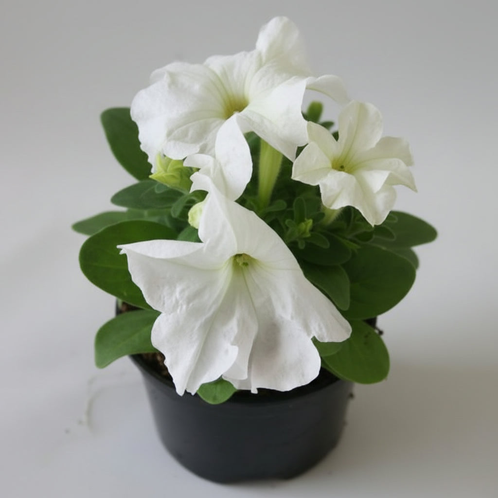 Petunia Assorted Colours SINGLE - THE GARDEN CENTRE