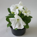 Petunia Assorted Colours SINGLE - THE GARDEN CENTRE