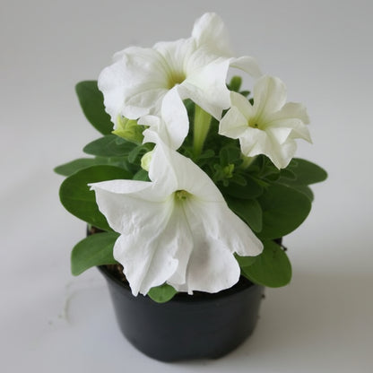 بتونيا ألوان متنوعة - قطعة واحدة