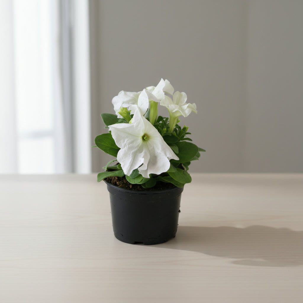 بتونيا ألوان متنوعة - قطعة واحدة