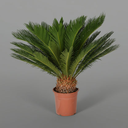 سيكاس ريفولوتا 