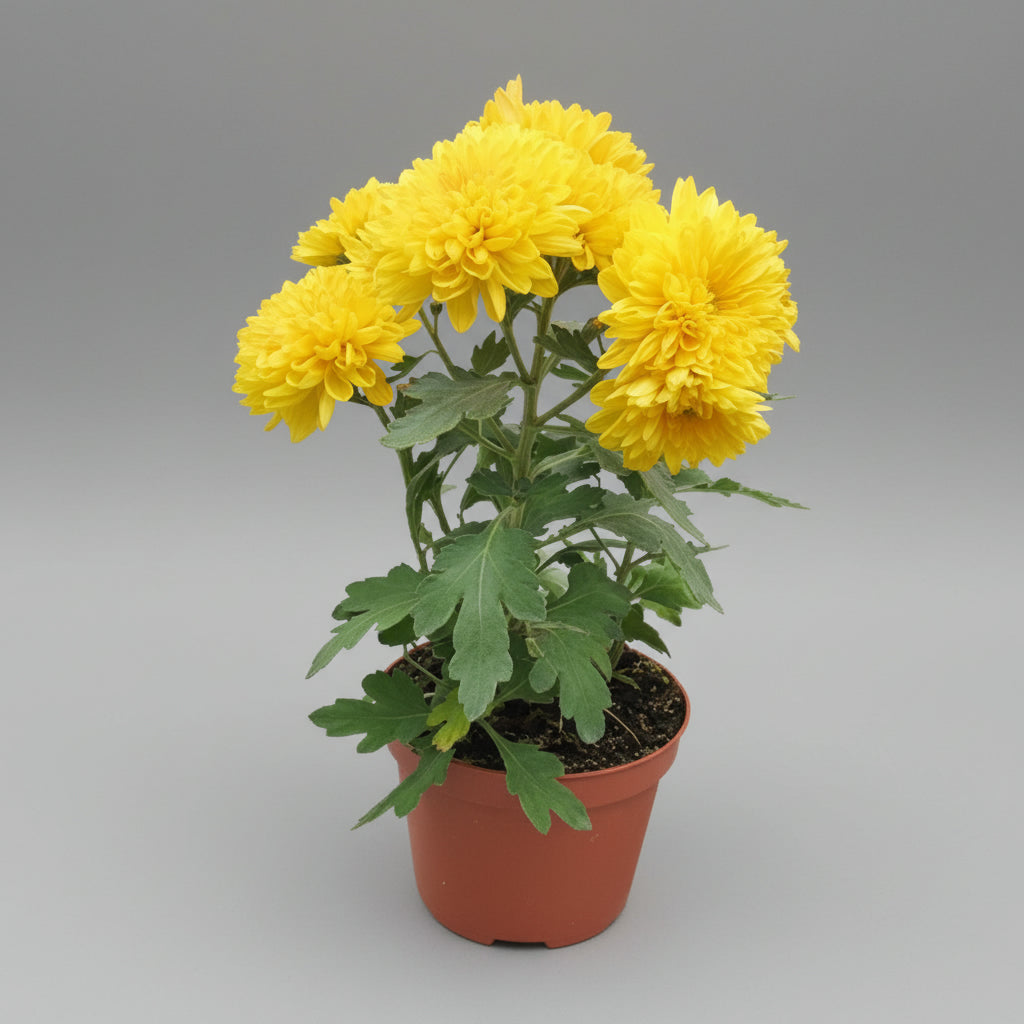 نبات الأقحوان بألوان متنوعة