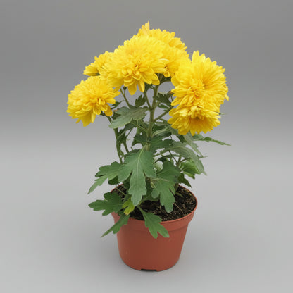 نبات الأقحوان بألوان متنوعة