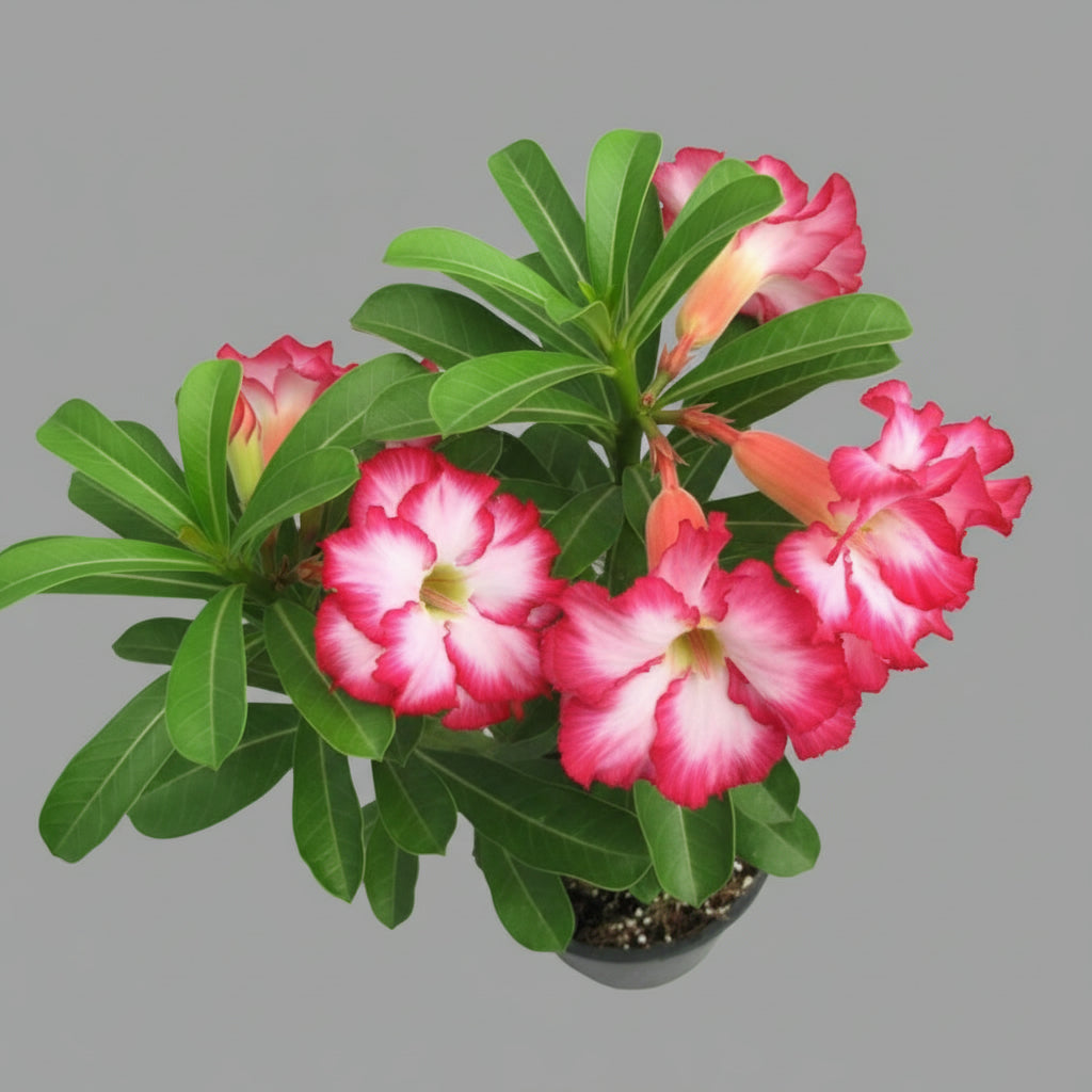 Adenium Obissum - THE GARDEN CENTRE