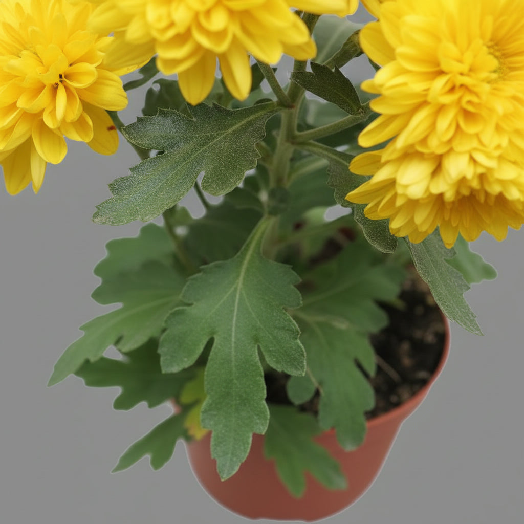 نبات الأقحوان بألوان متنوعة