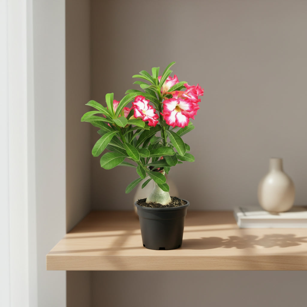 Adenium Obissum