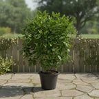 Gardenia - THE GARDEN CENTRE