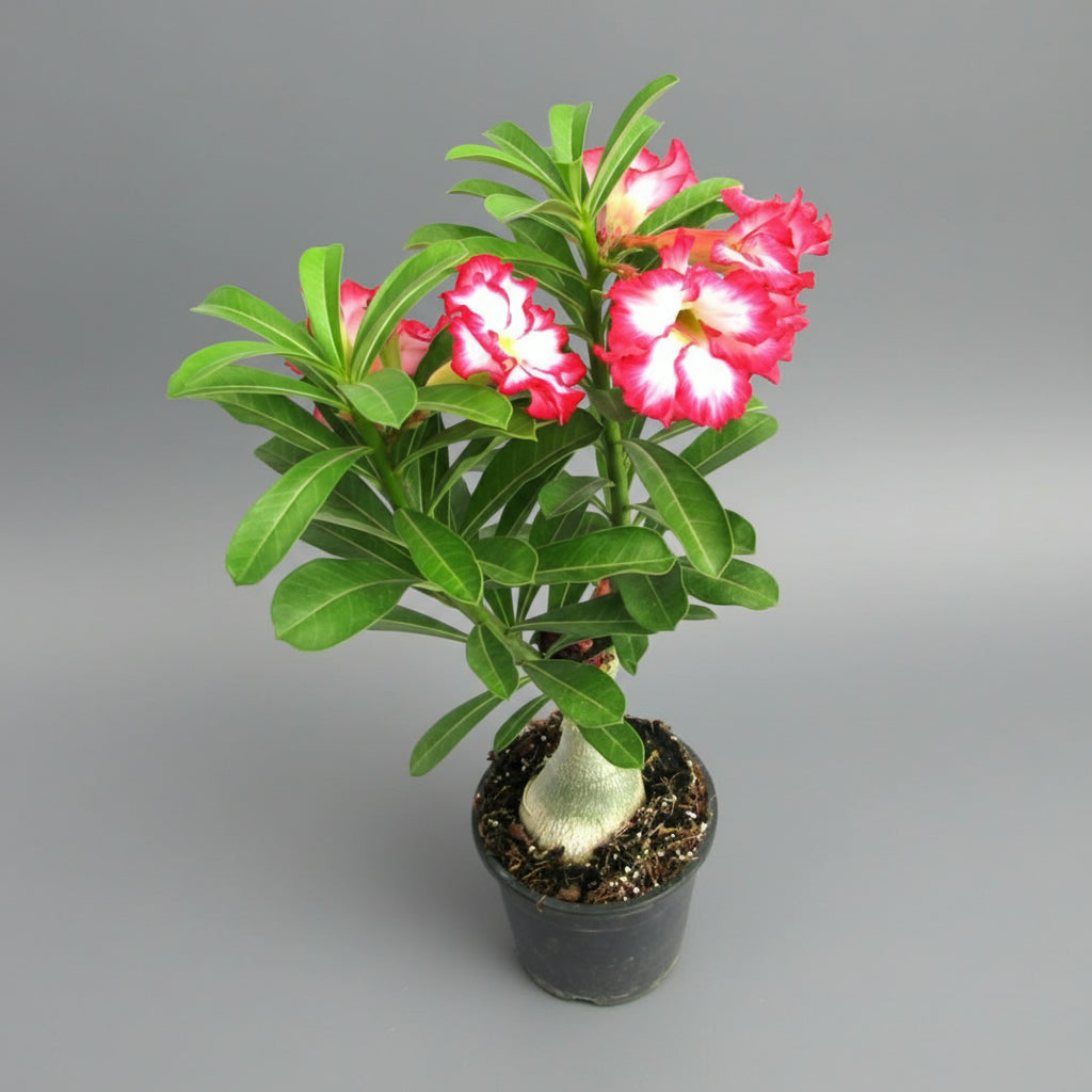 Adenium Obissum