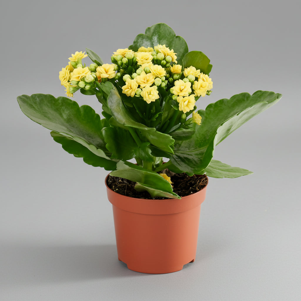 كالانكو بألوان متنوعة