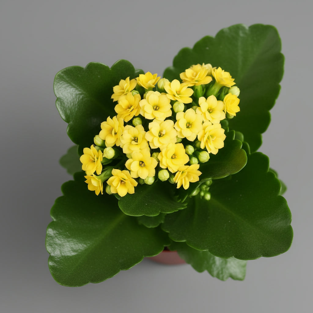 كالانكو بألوان متنوعة