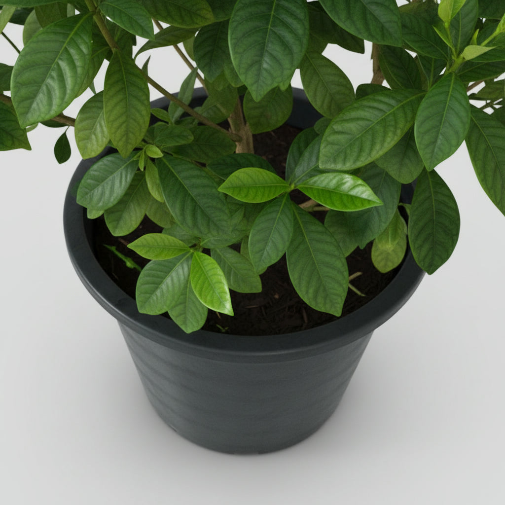 Gardenia - THE GARDEN CENTRE