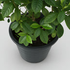Gardenia - THE GARDEN CENTRE