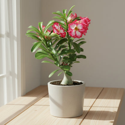 Adenium Obissum