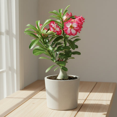 Adenium Obissum - THE GARDEN CENTRE