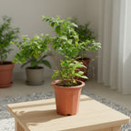 Jasmine - THE GARDEN CENTRE