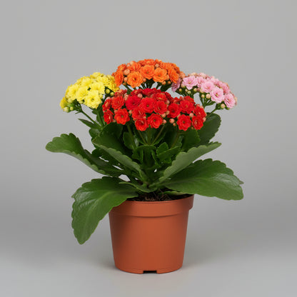 كالانكو بألوان متنوعة