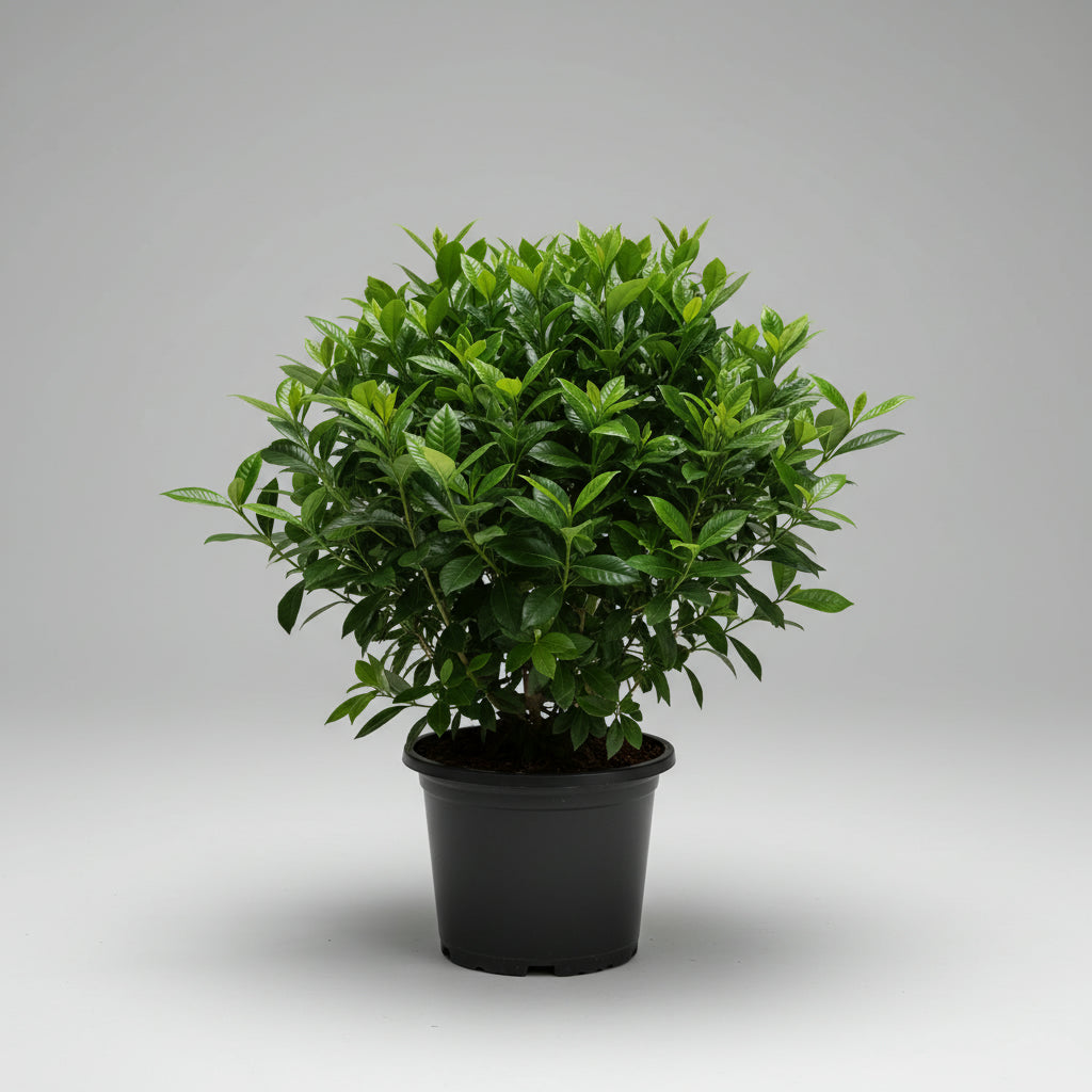 Gardenia - THE GARDEN CENTRE