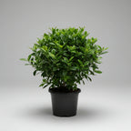 Gardenia - THE GARDEN CENTRE