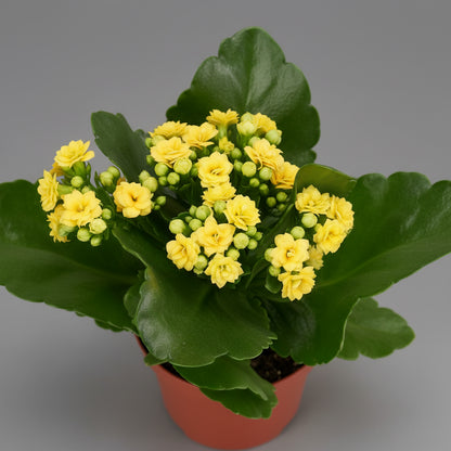 كالانكو بألوان متنوعة