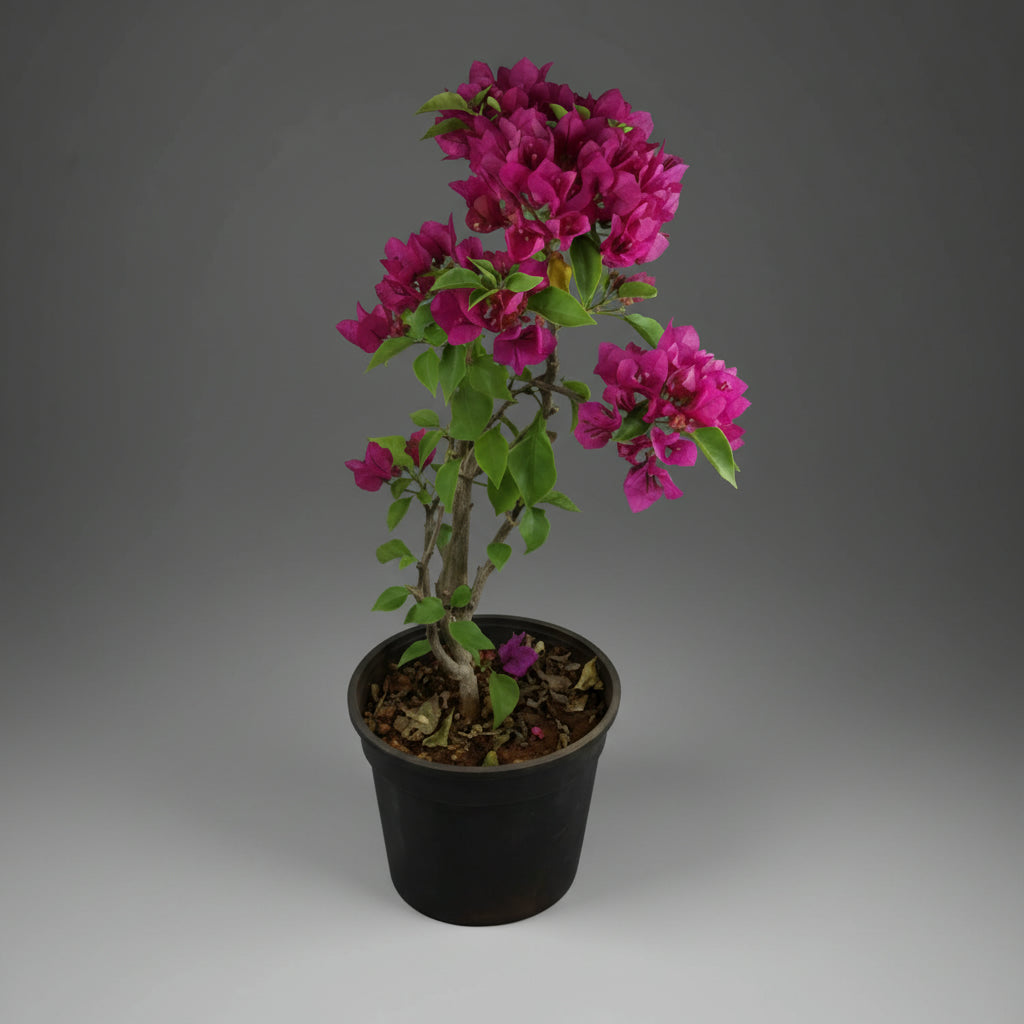 Bougainvillea - THE GARDEN CENTRE