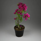 Bougainvillea - THE GARDEN CENTRE