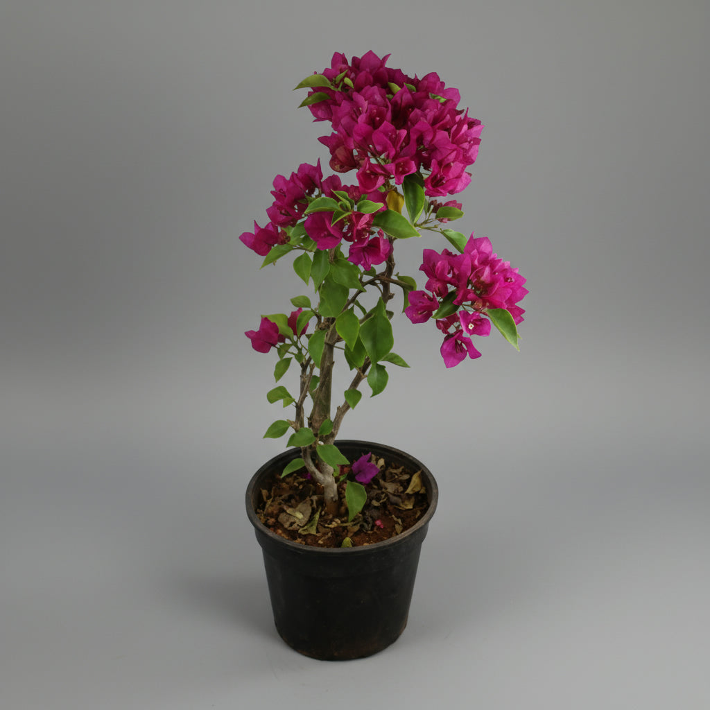 Bougainvillea - THE GARDEN CENTRE