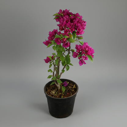 Bougainvillea