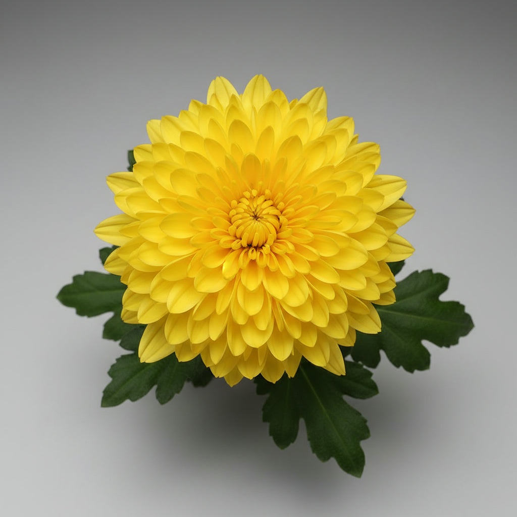 نبات الأقحوان بألوان متنوعة