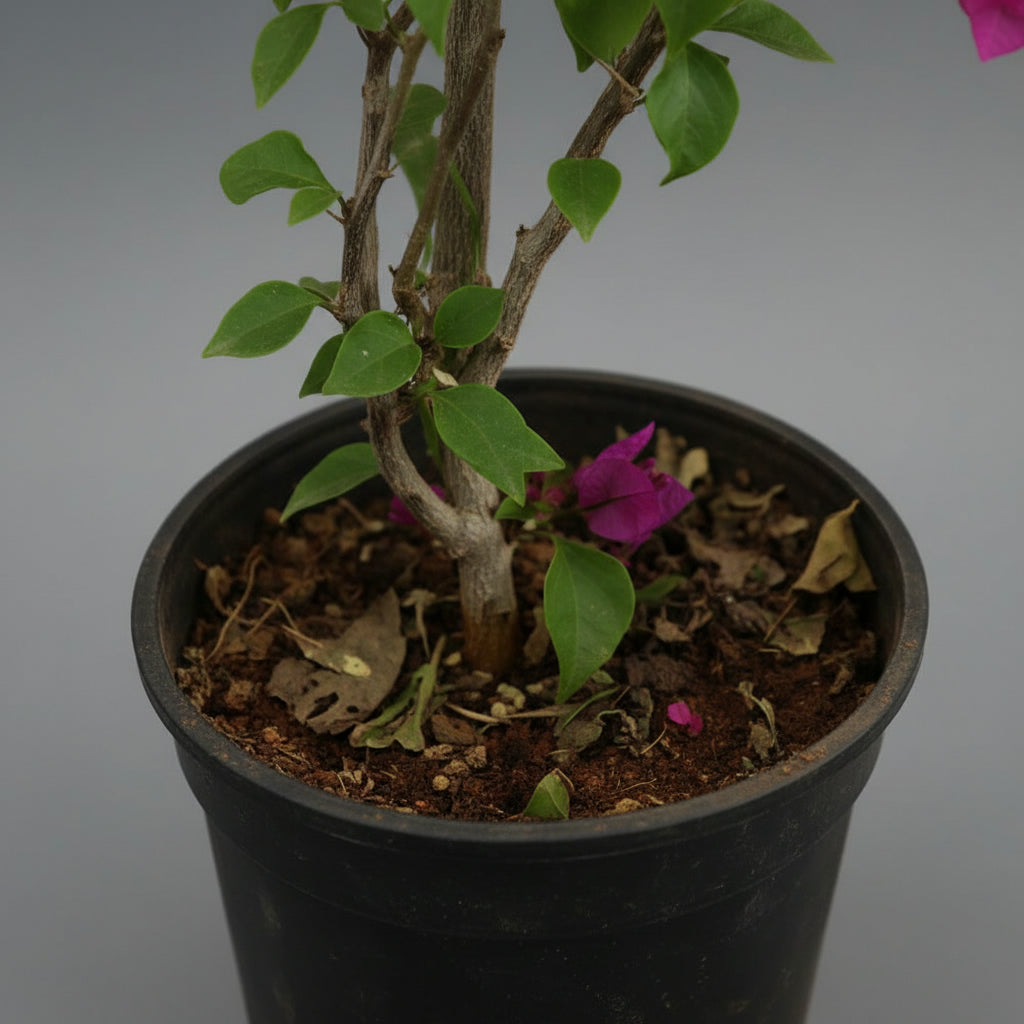 Bougainvillea - THE GARDEN CENTRE