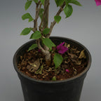 Bougainvillea - THE GARDEN CENTRE