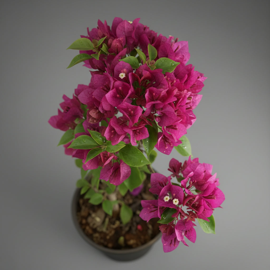 Bougainvillea - THE GARDEN CENTRE
