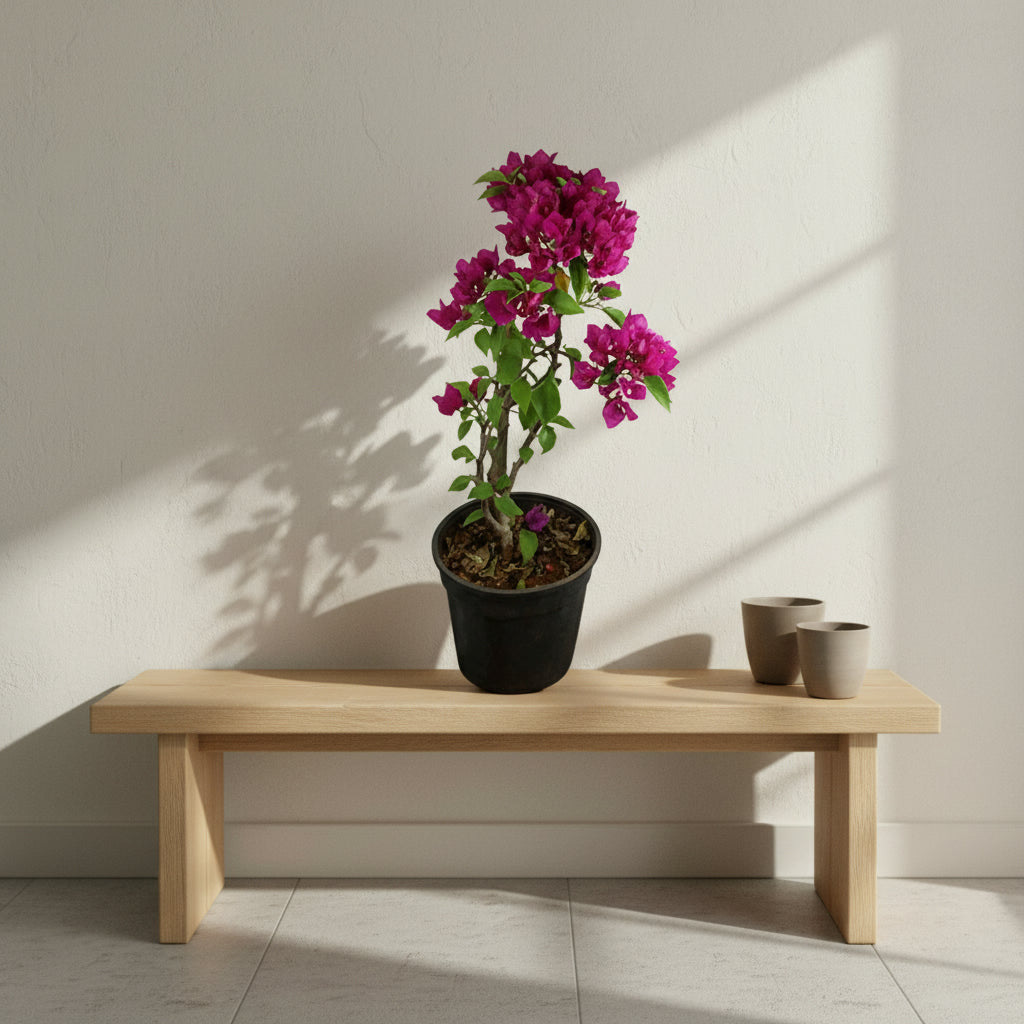 Bougainvillea - THE GARDEN CENTRE