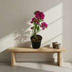 Bougainvillea - THE GARDEN CENTRE
