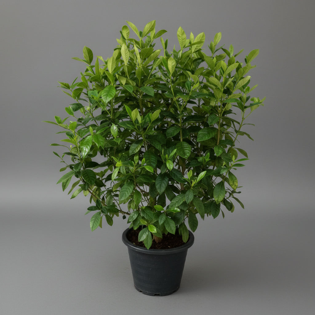 Gardenia - THE GARDEN CENTRE