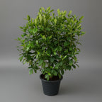 Gardenia - THE GARDEN CENTRE
