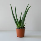 Aloe Vera - THE GARDEN CENTRE