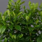 Gardenia - THE GARDEN CENTRE