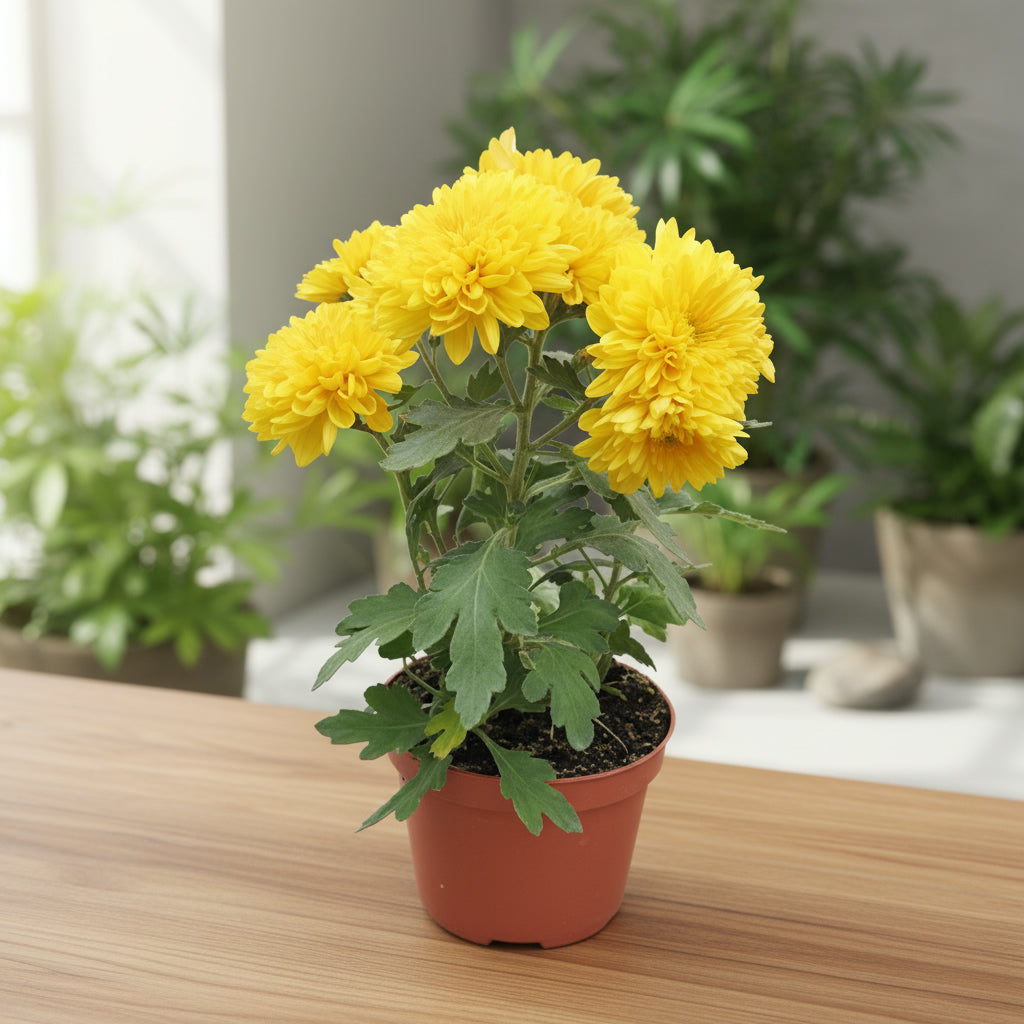 نبات الأقحوان بألوان متنوعة