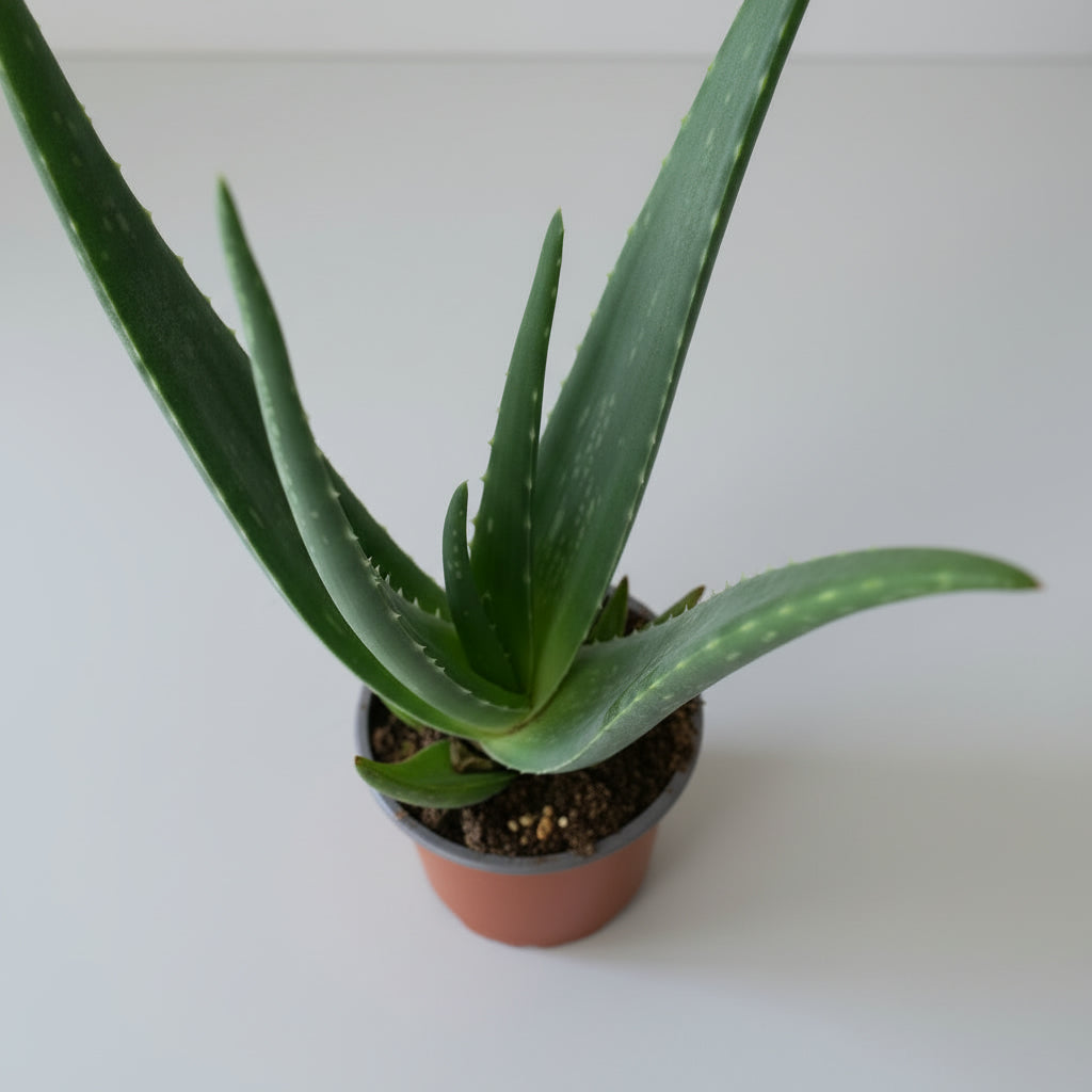 Aloe Vera - THE GARDEN CENTRE