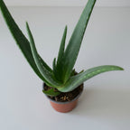 Aloe Vera - THE GARDEN CENTRE