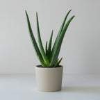 Aloe Vera - THE GARDEN CENTRE